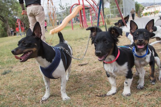 Por creciente interés, habrá nueva fecha para Festival de Conciencia Animal
